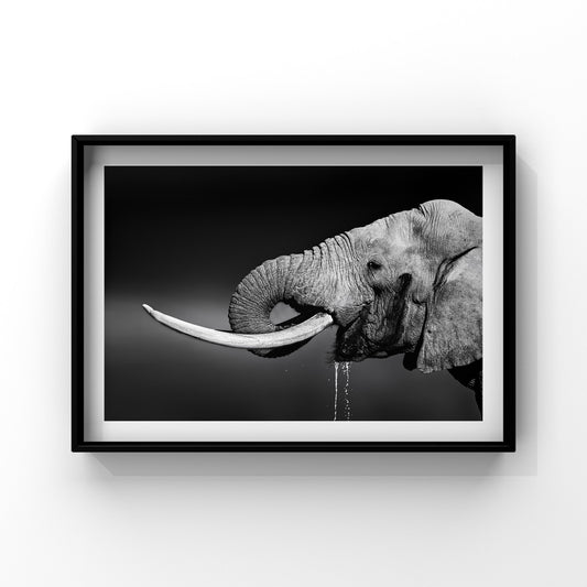 Luxe Range - Drinking elephant