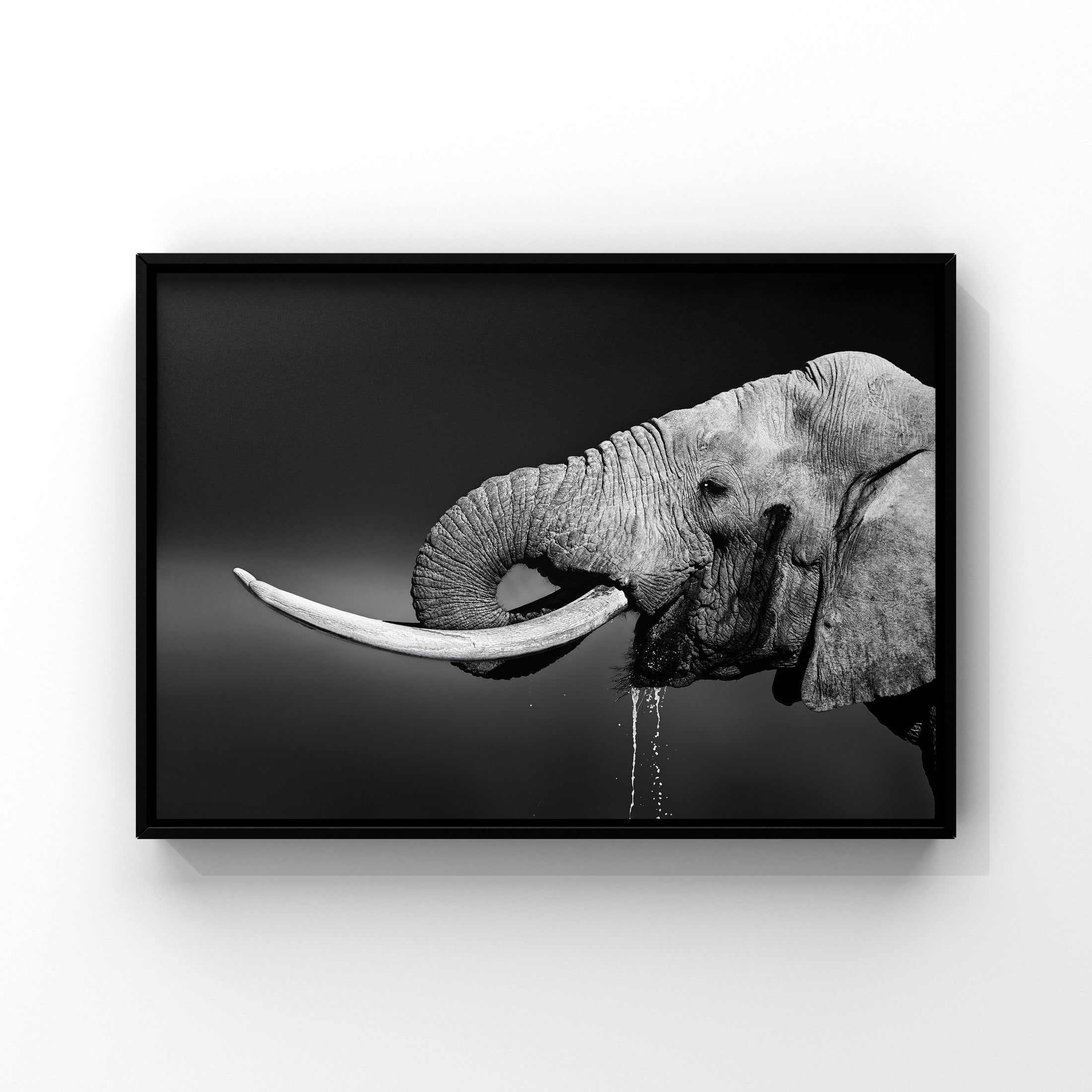 Luxe Range - Drinking elephant