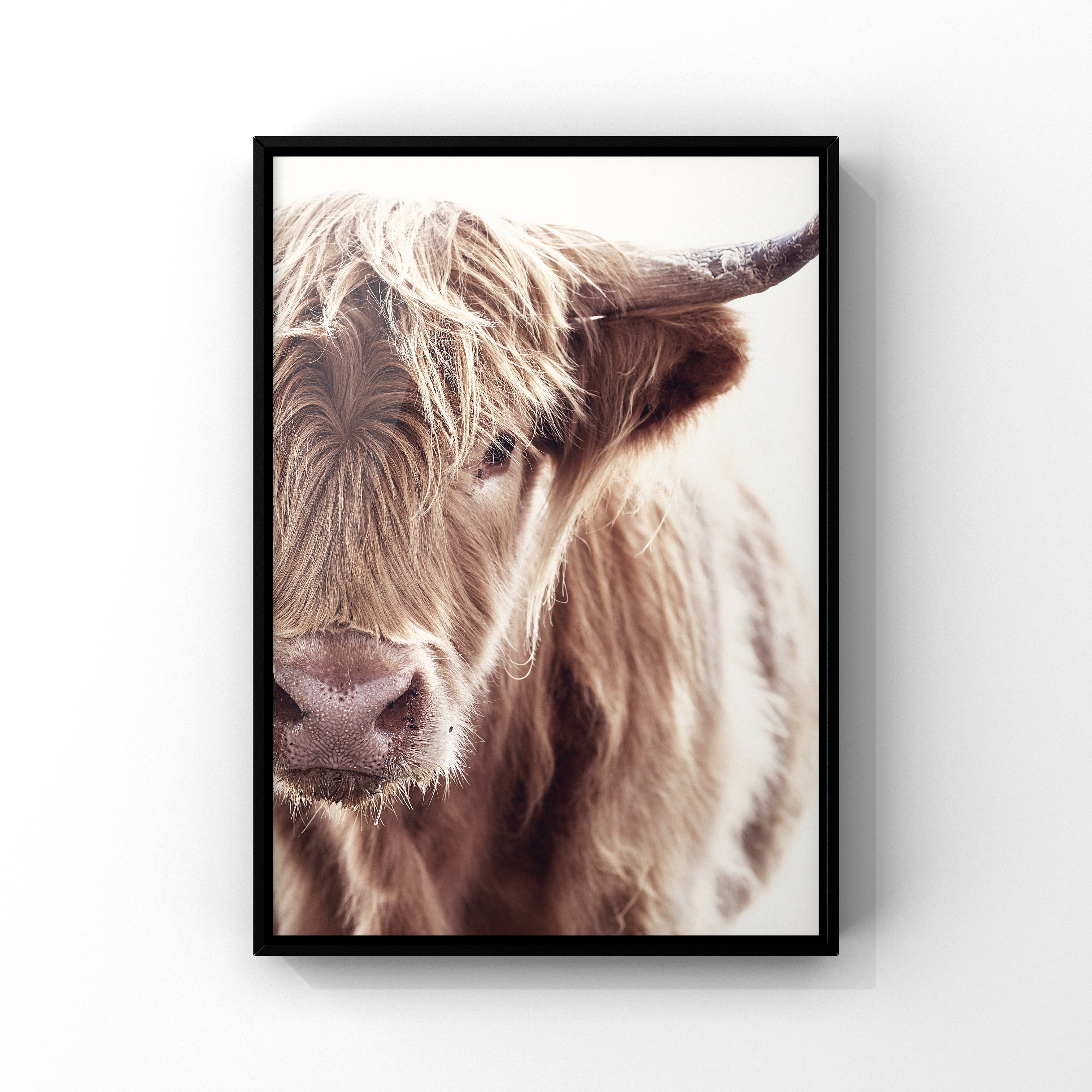 Highland cow 1 – The Little Print Shop